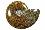 Polished Ammonite (Cleoniceras) Fossil - Madagascar #352363-1